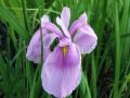 Iris laevigata `Rose Queen`